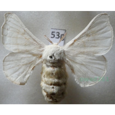 Bombyx mori Linnaeus, 1758 female Jedwabnik morwowy ex. ovo China53g